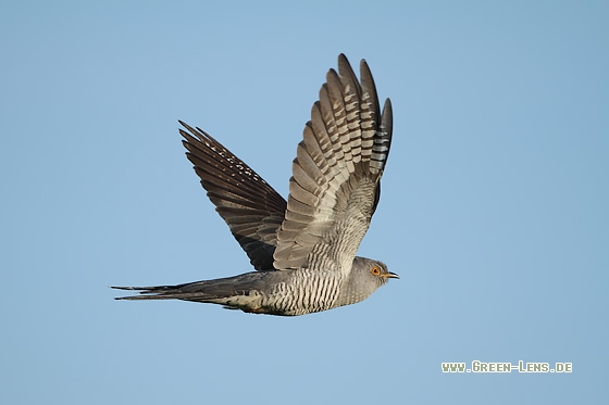 Kuckuck - Copyright Stefan Pfützke