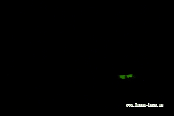 Kurzflügel-Leuchtkäfer - Copyright Christian Gelpke