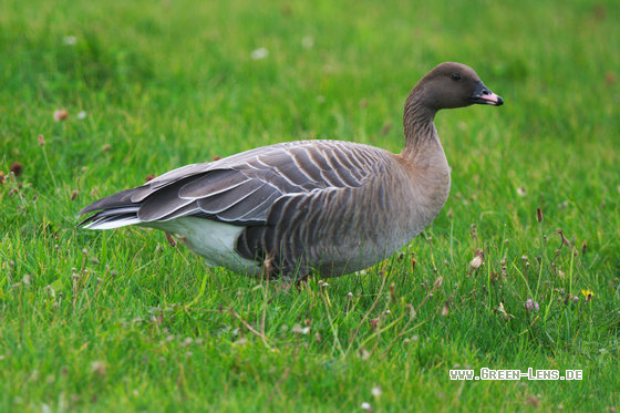 Kurzschnabelgans - Copyright 