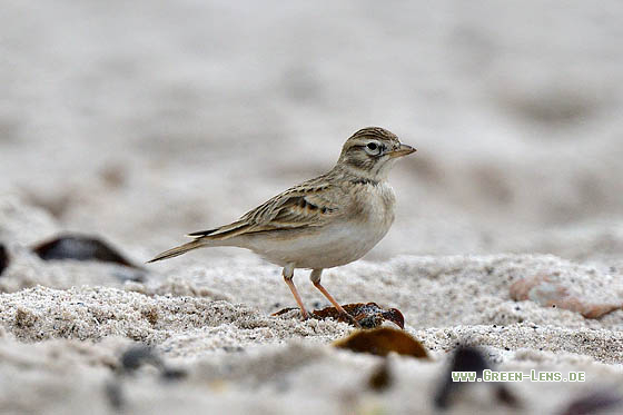 Kurzzehenlerche - Copyright 