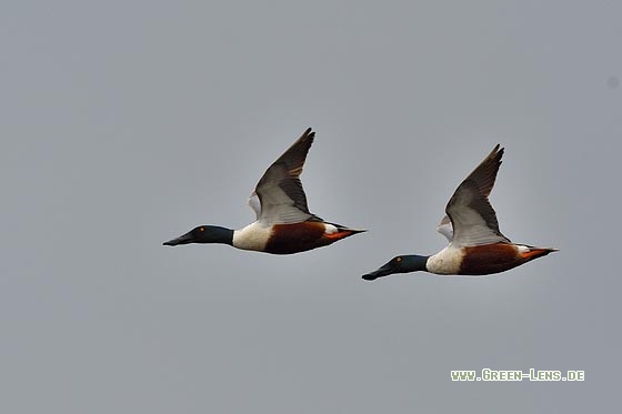 Löffelente - Copyright Stefan Pfützke