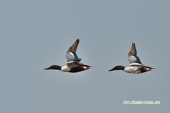 Löffelente - Copyright Stefan Pfützke