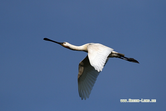 Löffler - Copyright Stefan Pfützke