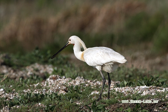 Löffler - Copyright Stefan Pfützke