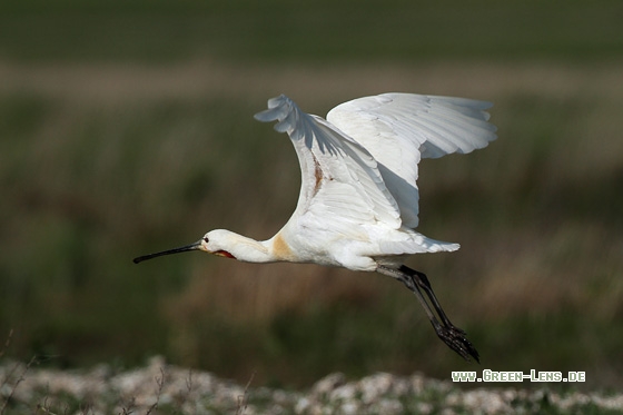 Löffler - Copyright Stefan Pfützke