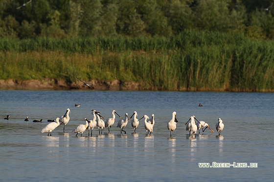 Löffler - Copyright Stefan Pfützke