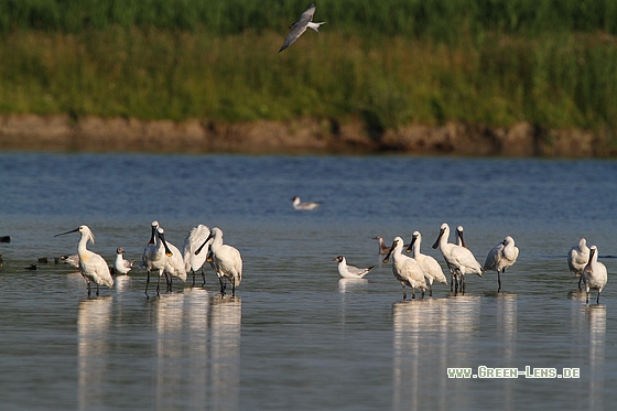 Löffler - Copyright Stefan Pfützke