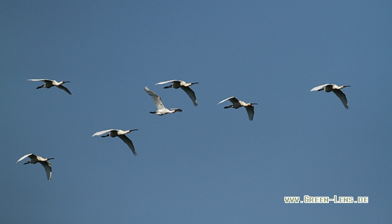 Löffler - Copyright Stefan Pfützke