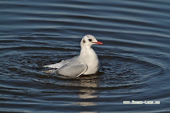 Lachmöwe - Copyright Stefan Pfützke