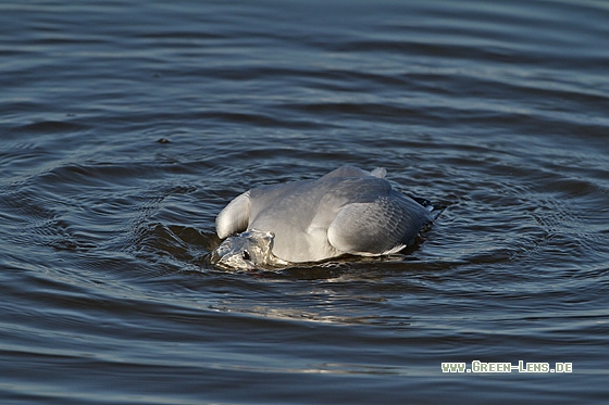 Lachmöwe - Copyright Stefan Pfützke