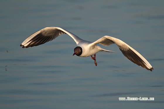 Lachmöwe - Copyright Stefan Pfützke