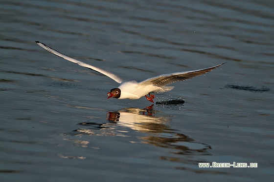 Lachmöwe - Copyright Stefan Pfützke