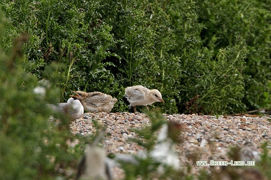 Lachseeschwalbe - Copyright Stefan Pfützke