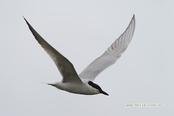 Lachseeschwalbe - Copyright Stefan Pfützke