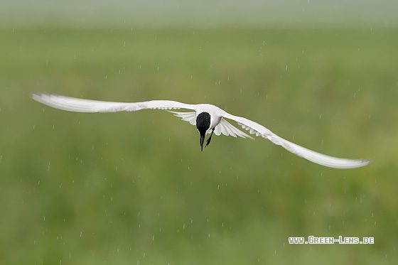 Lachseeschwalbe - Copyright Stefan Pfützke
