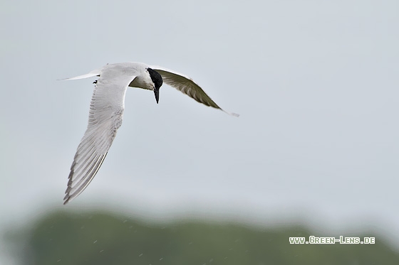 Lachseeschwalbe - Copyright Stefan Pfützke