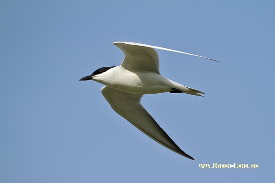 Lachseeschwalbe - Copyright Stefan Pfützke