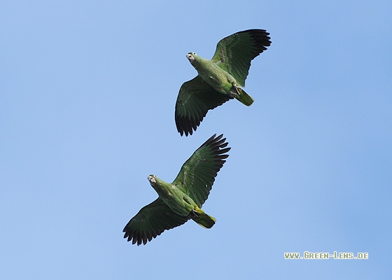 Mülleramazone - Copyright Christian Gelpke