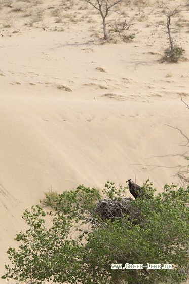 Mönchsgeier - Copyright Mathias Putze