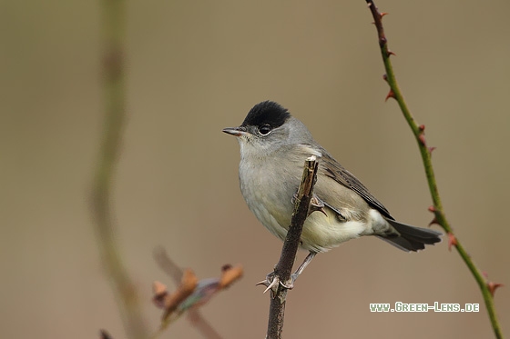 Mönchsgrasmücke - Copyright Stefan Pfützke