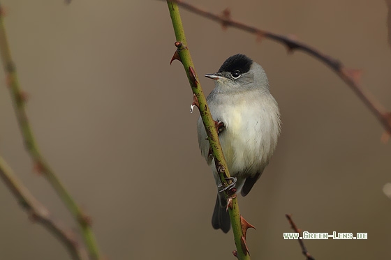 Mönchsgrasmücke - Copyright Stefan Pfützke
