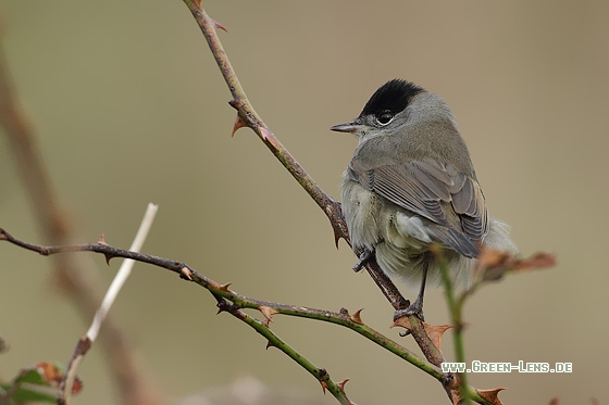 Mönchsgrasmücke - Copyright Stefan Pfützke