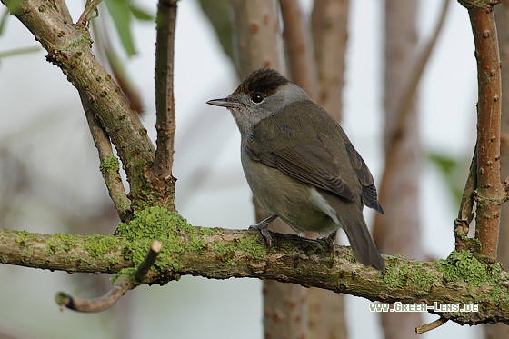 Mönchsgrasmücke - Copyright Stefan Pfützke