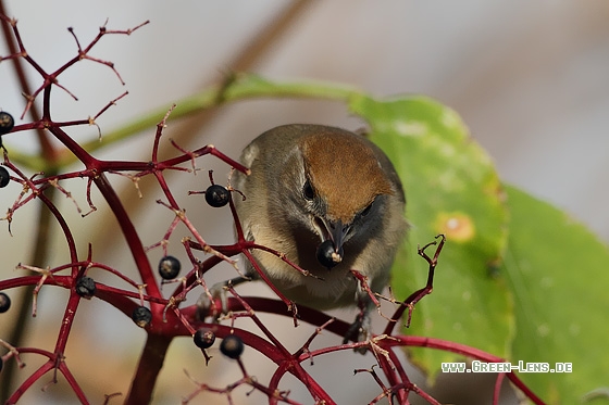 Mönchsgrasmücke - Copyright Stefan Pfützke