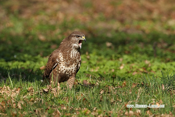 Mäusebussard - Copyright Stefan Pfützke