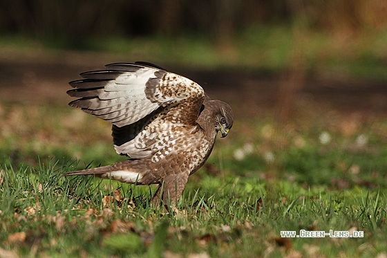 Mäusebussard - Copyright Stefan Pfützke