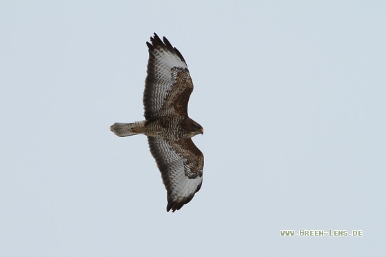 Mäusebussard - Copyright Stefan Pfützke