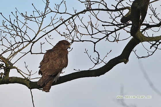 Mäusebussard - Copyright Stefan Pfützke