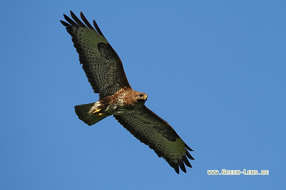 Mäusebussard - Copyright Stefan Pfützke