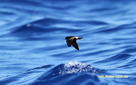 Madeirawellenläufer - Copyright Christoph Moning