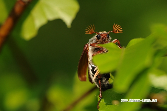 Maikäfer - Copyright Christian Gelpke