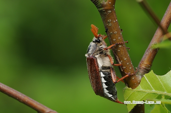 Maikäfer - Copyright Christian Gelpke