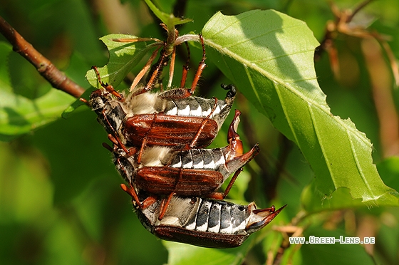 Maikäfer - Copyright Christian Gelpke