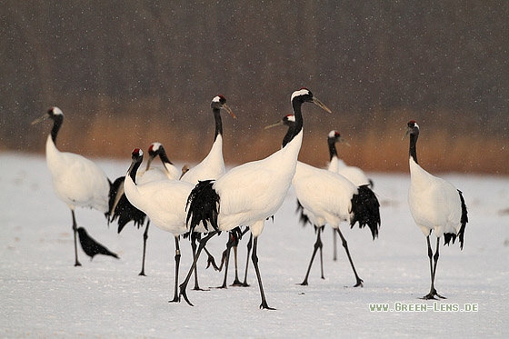 Mandschurenkranich - Copyright Stefan Pfützke