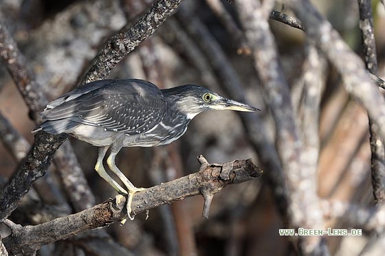 Mangrovereiher - Copyright Stefan Pfützke