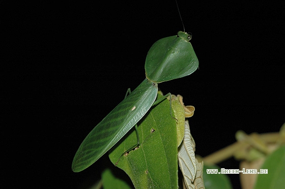 Fangschrecke - Copyright Christian Gelpke