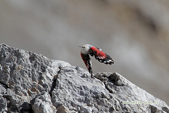 Mauerläufer - Copyright Christoph Moning
