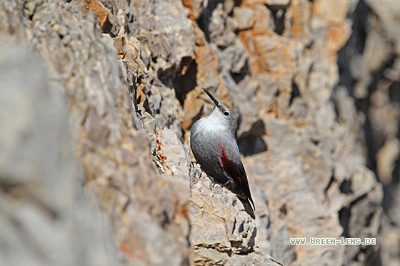Mauerläufer - Copyright Christoph Moning