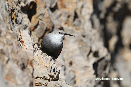 Mauerläufer - Copyright Christoph Moning