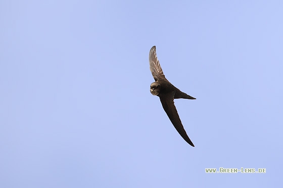 Mauersegler - Copyright Stefan Pfützke