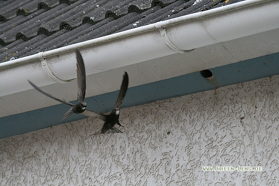 Mauersegler - Copyright Stefan Pfützke