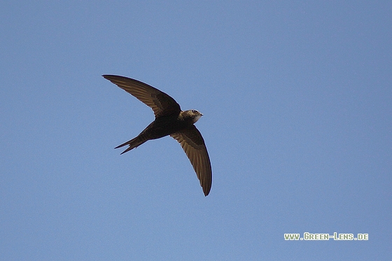 Mauersegler - Copyright Stefan Pfützke