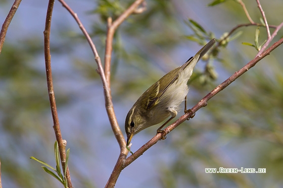 Middendorfflaubsänger - Copyright Mathias Putze