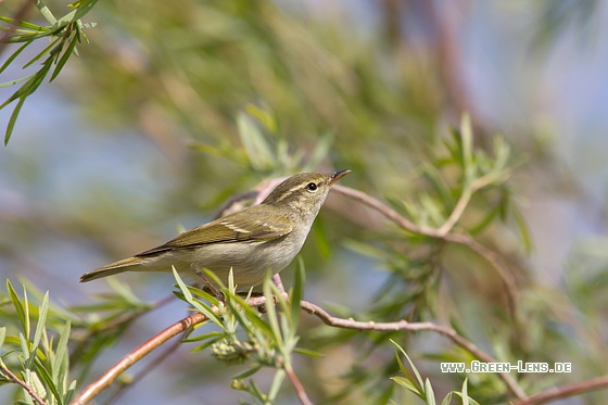 Middendorfflaubsänger - Copyright Mathias Putze