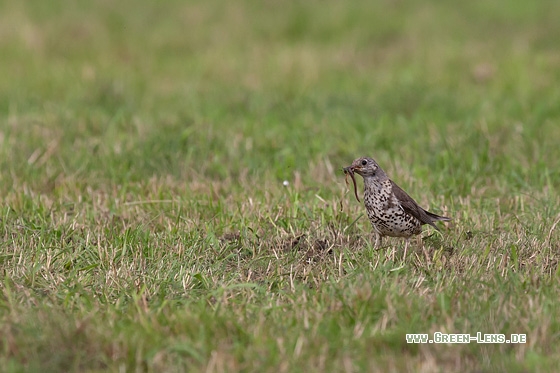 Misteldrossel - Copyright Mathias Putze