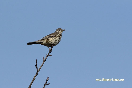 Misteldrossel - Copyright Stefan Pfützke